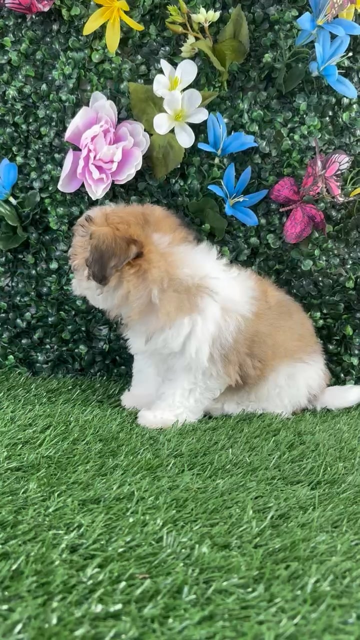 Female Bichon-Poodle puppy named Mozzarella for sale at Puppy Dreams - Wichita West. video thumbnail