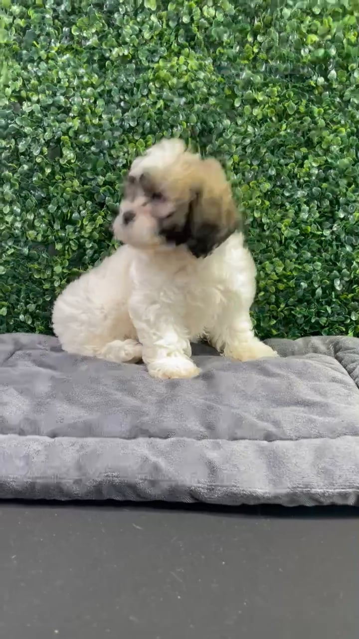 Female Teddy Bear puppy named Vera for sale at Puppy Dreams - West Little Rock. video thumbnail