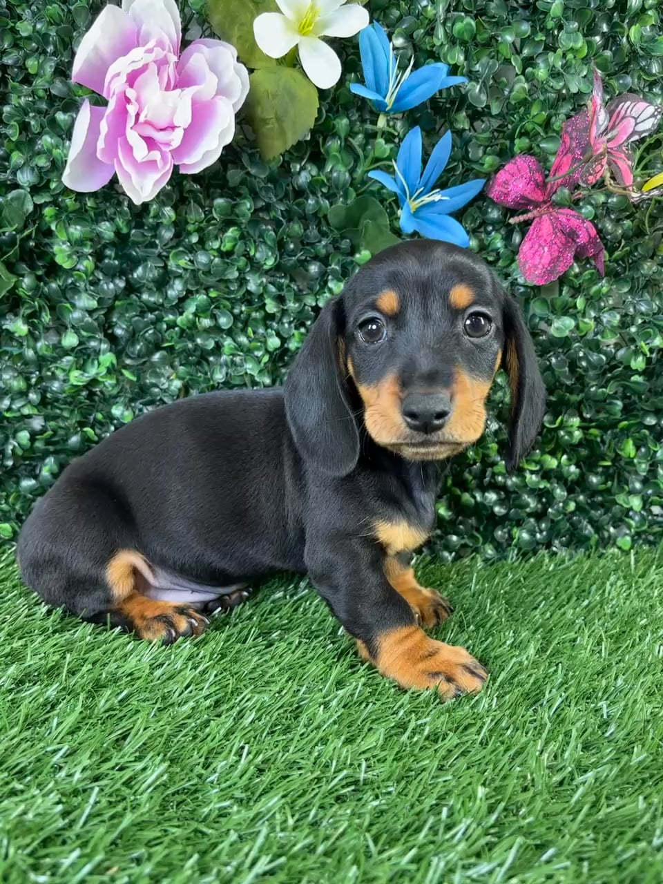 Male Dachshund puppy named Quesadilla for sale at Puppy Dreams - Wichita West. video thumbnail