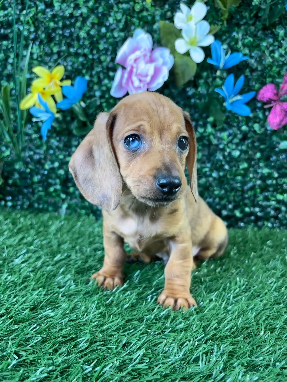 Male Dachshund puppy named Chalupa for sale at Puppy Dreams - Wichita West. video thumbnail