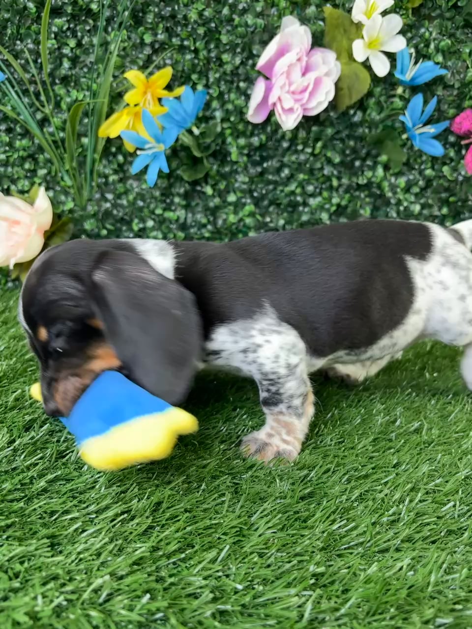 Male Dachshund puppy named Crunchwrap for sale at Puppy Dreams - Wichita West. video thumbnail