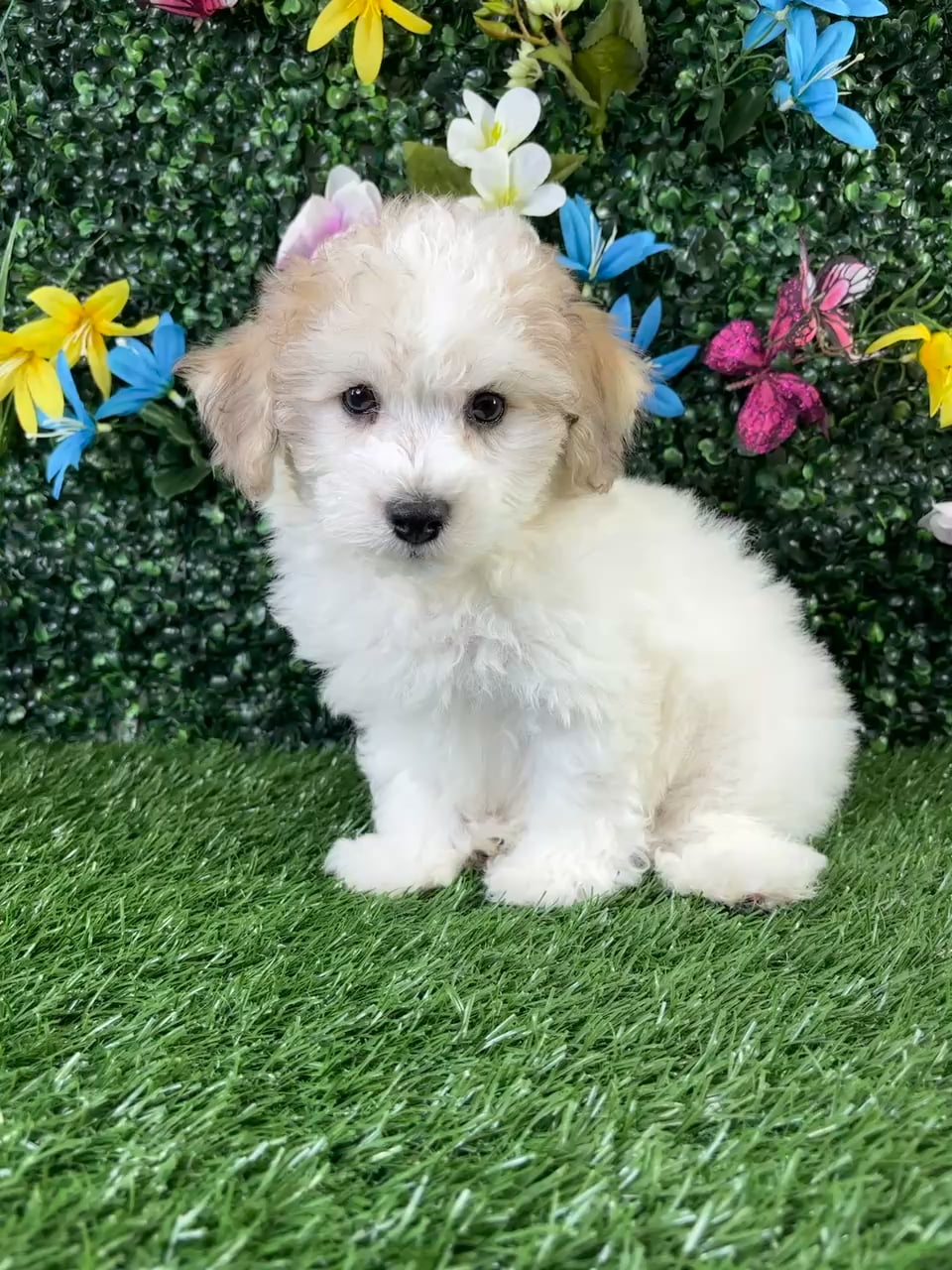 Male Bichon-Poodle puppy named Gouda for sale at Puppy Dreams - Wichita West. video thumbnail