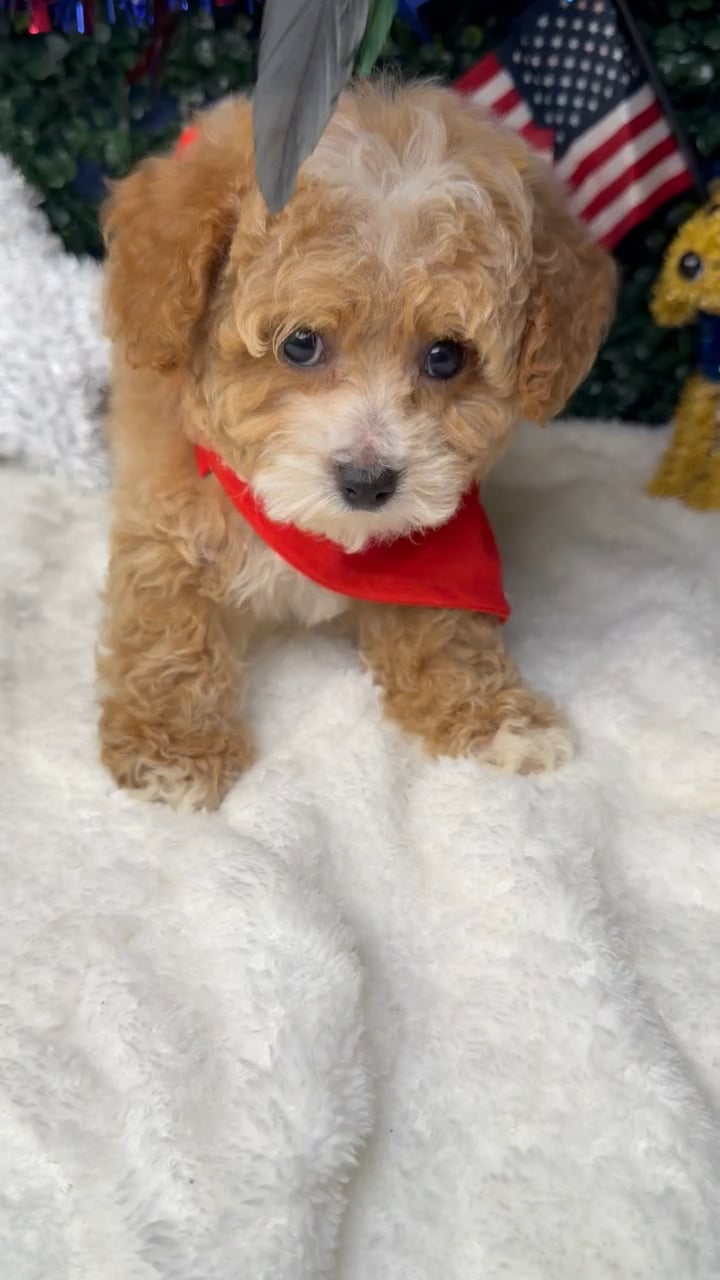 Male Mini Poodle puppy named Milo for sale at Puppy Dreams - Garland. video thumbnail