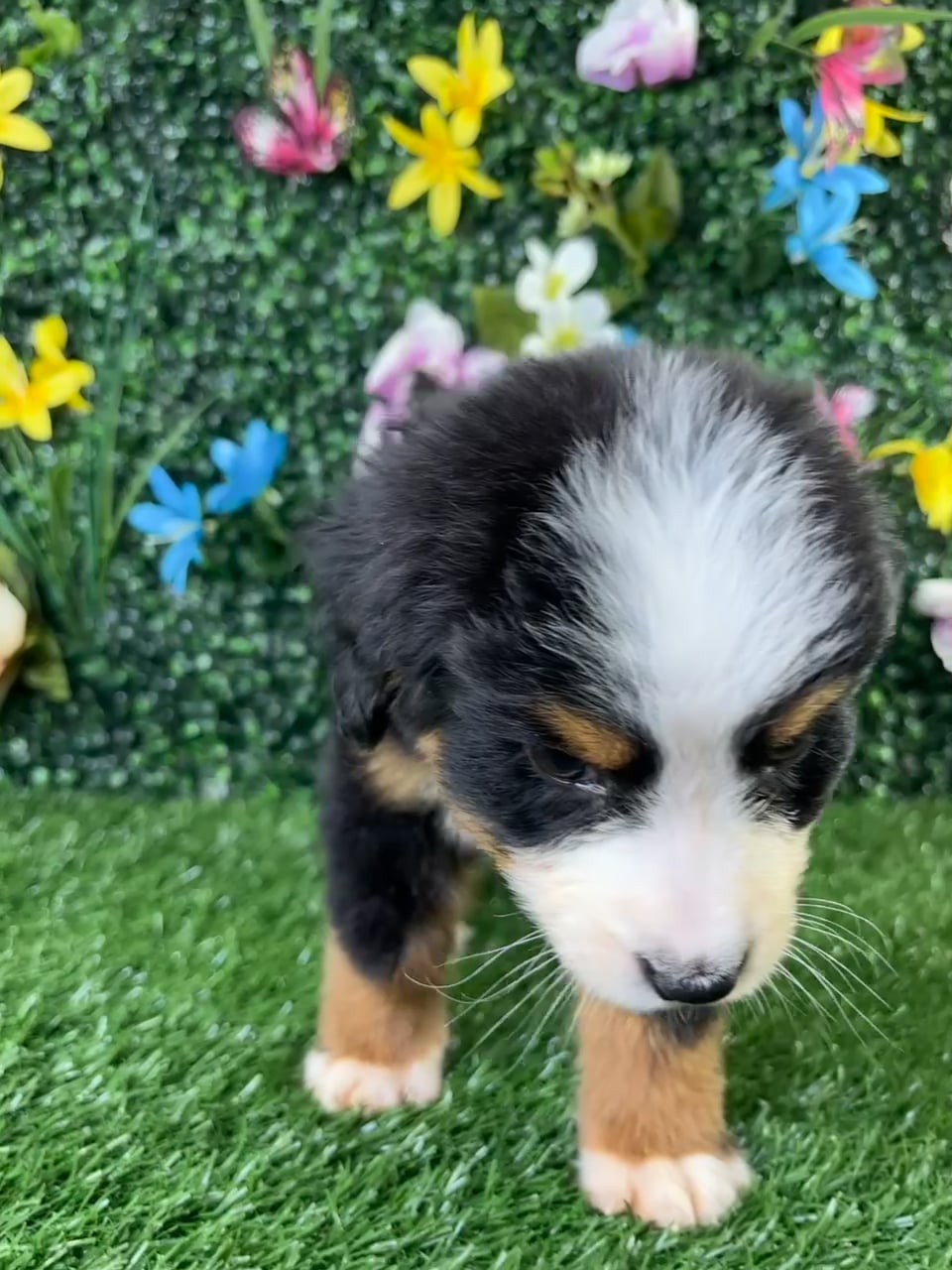 Male Bernese Mountain Dog puppy named Ravioli for sale at Puppy Dreams - Wichita West. video thumbnail