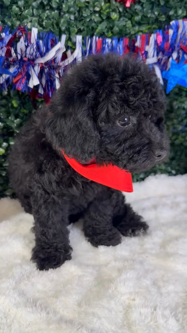 Male Poodle Toy puppy named Oreo for sale at Puppy Dreams - Garland. video thumbnail
