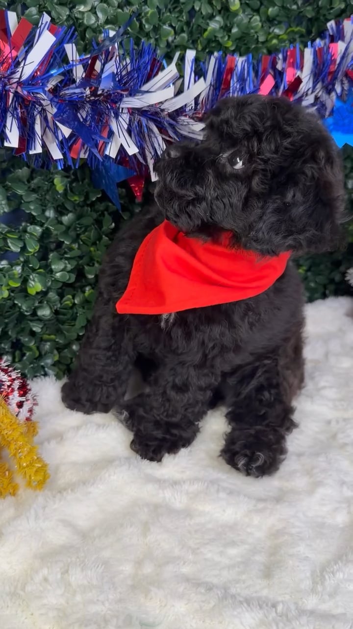 Male Poodle Toy puppy named Koda for sale at Puppy Dreams - Garland. video thumbnail