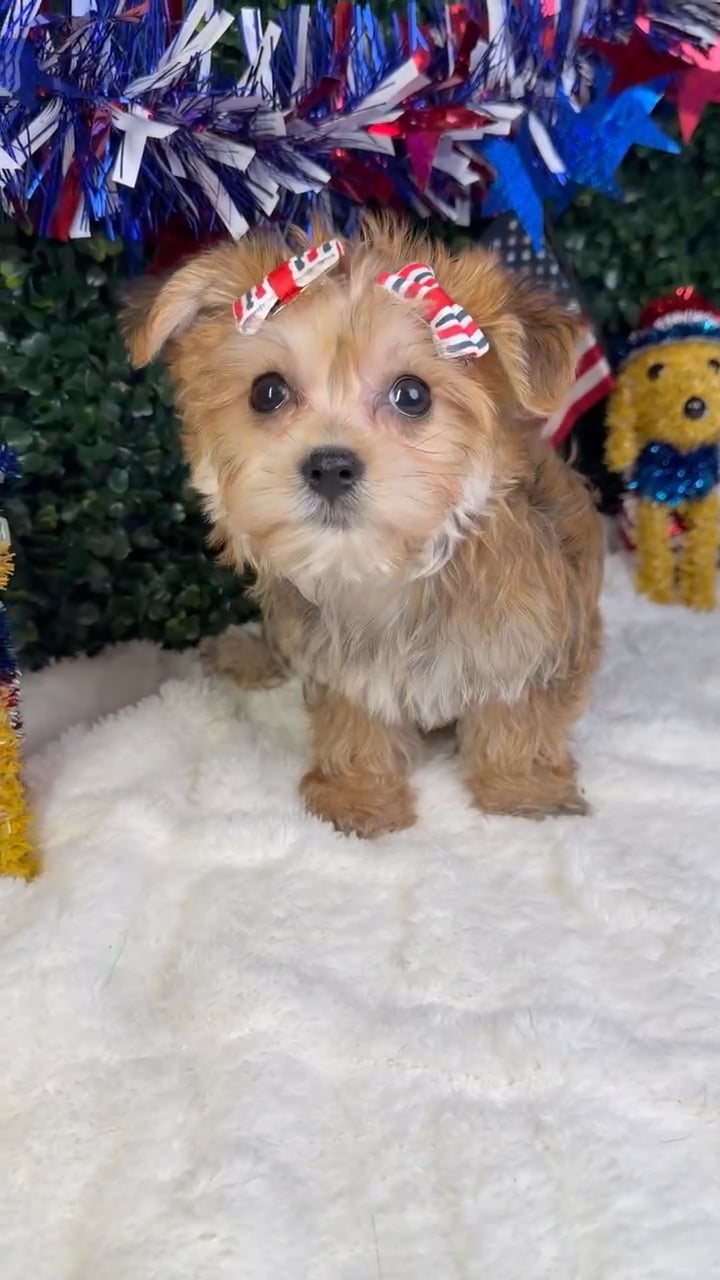 Female Morkie puppy named Ember for sale at Puppy Dreams - Garland. video thumbnail