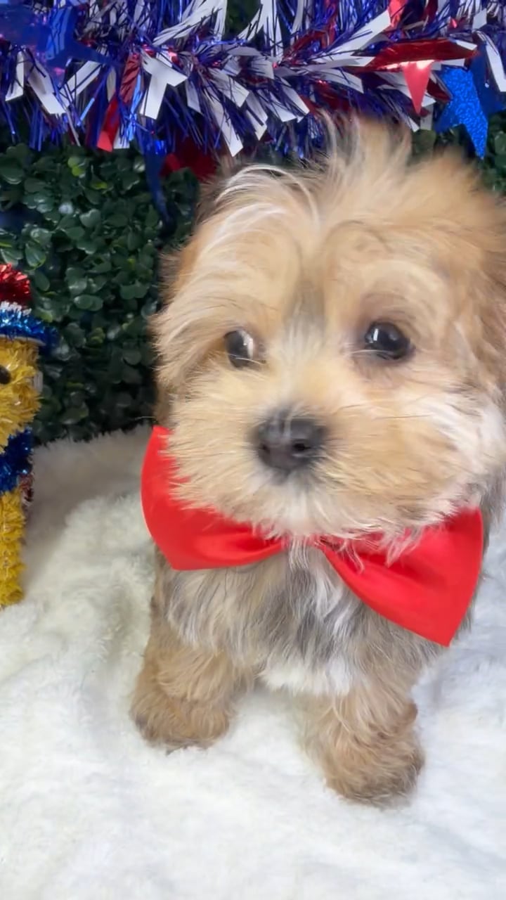 Male Morkie puppy named Churro for sale at Puppy Dreams - Garland. video thumbnail