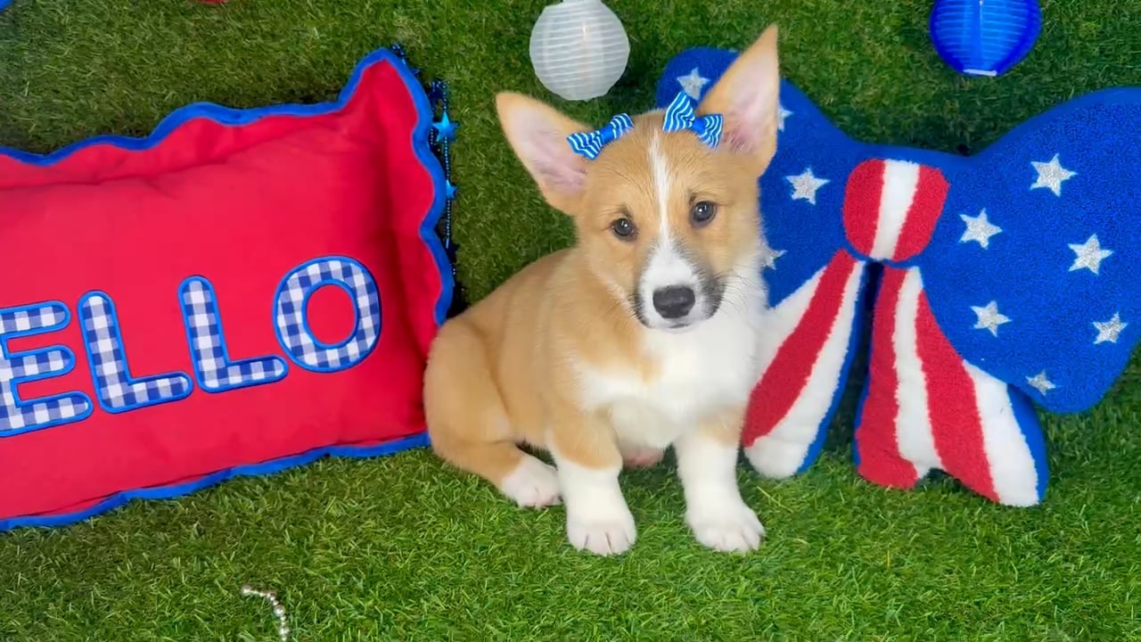 Female Pembroke Welsh Corgi puppy named Itsy for sale at Puppy Dreams - Arlington. video thumbnail