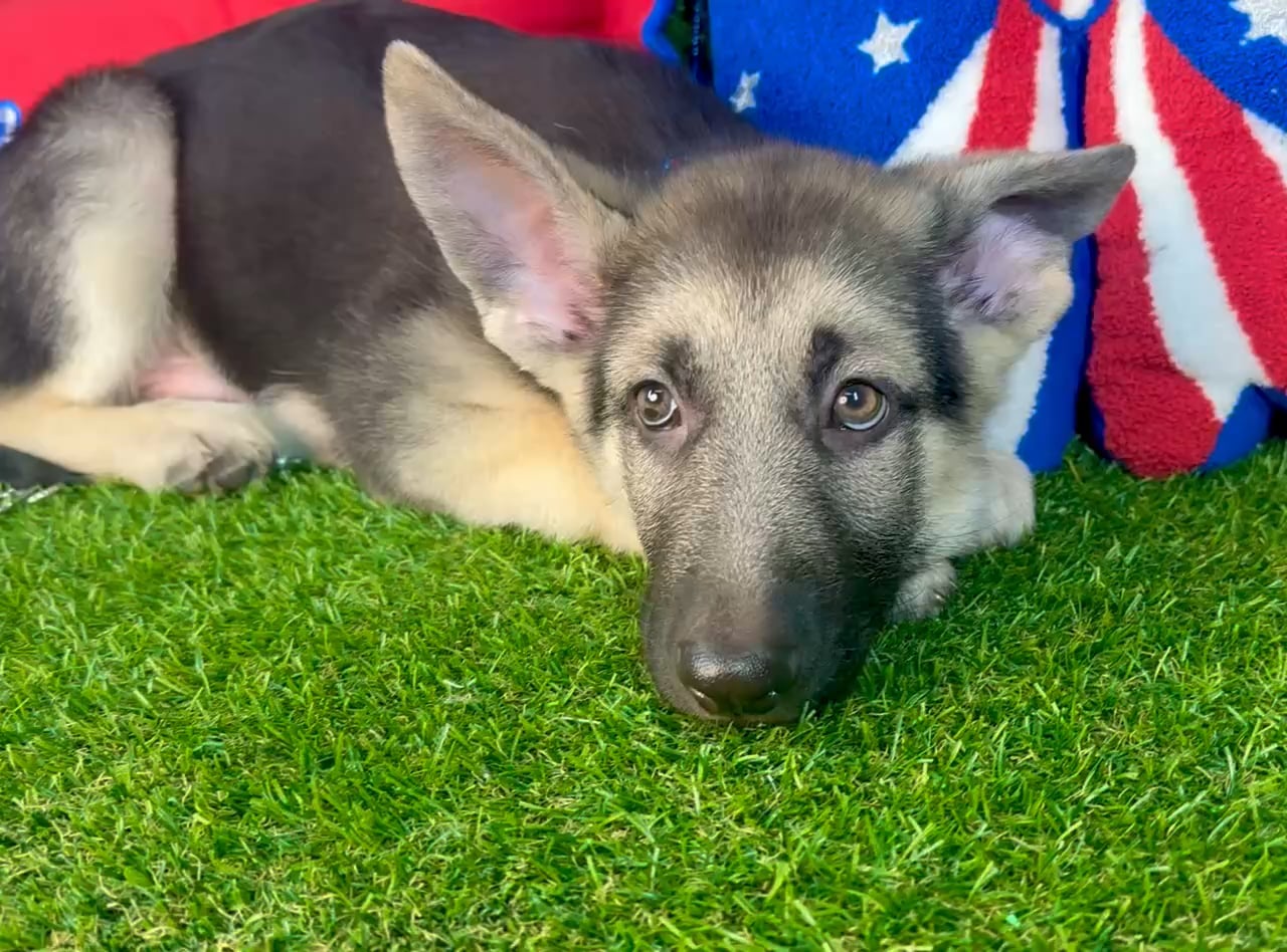 Male German Shepherd puppy named Vapor for sale at Puppy Dreams - Arlington. video thumbnail