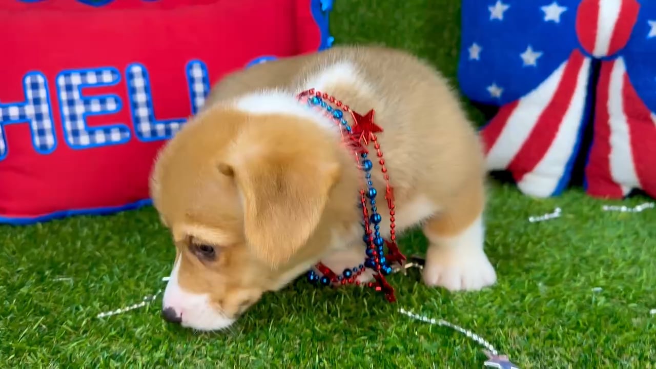 Male Pembroke Welsh Corgi puppy named Galaxy for sale at Puppy Dreams - Arlington. video thumbnail