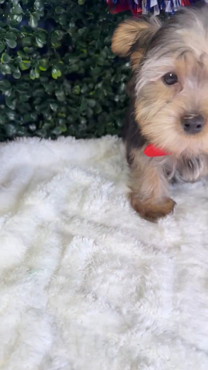 Male Yorkie puppy named Titan for sale at Puppy Dreams - Garland. video thumbnail