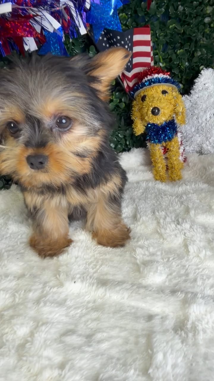 Female Yorkie puppy named Mimi for sale at Puppy Dreams - Garland. video thumbnail