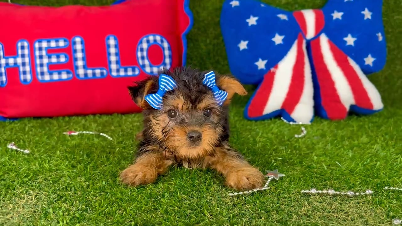 Female Silky Terrier puppy named Shorty for sale at Puppy Dreams - Arlington. video thumbnail