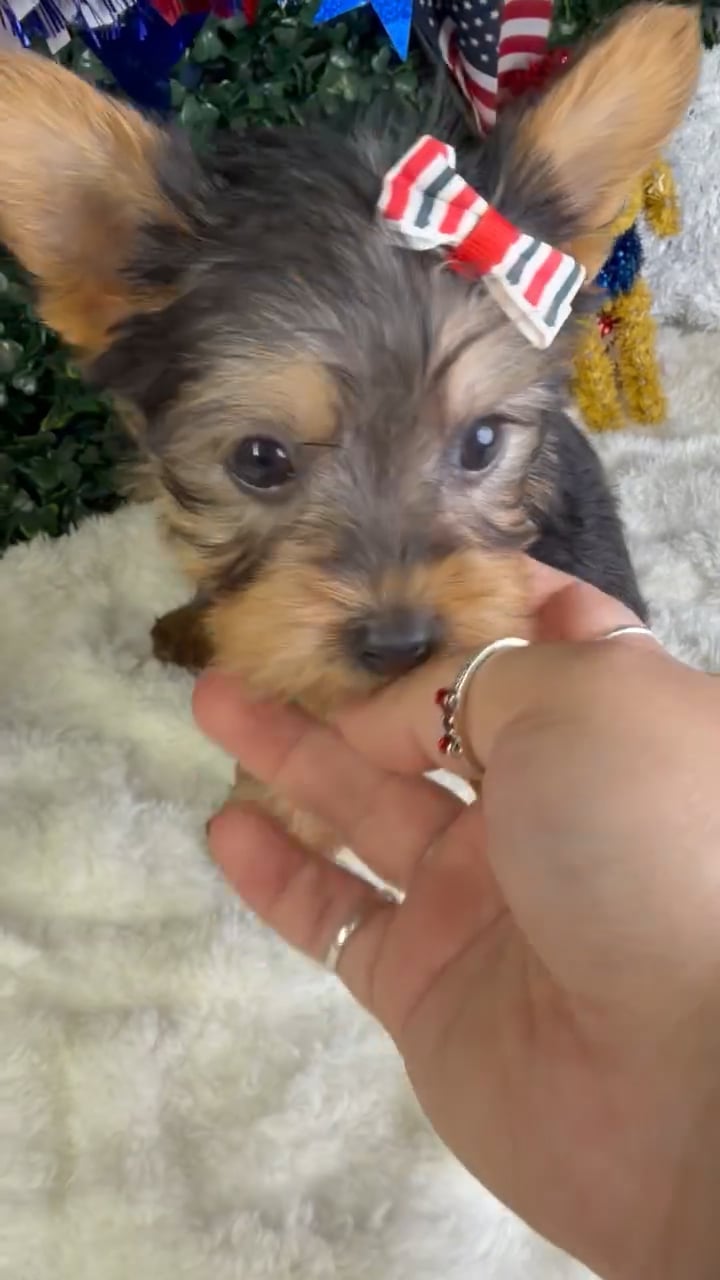 Female Silky Terrier puppy named Millie for sale at Puppy Dreams - Garland. video thumbnail