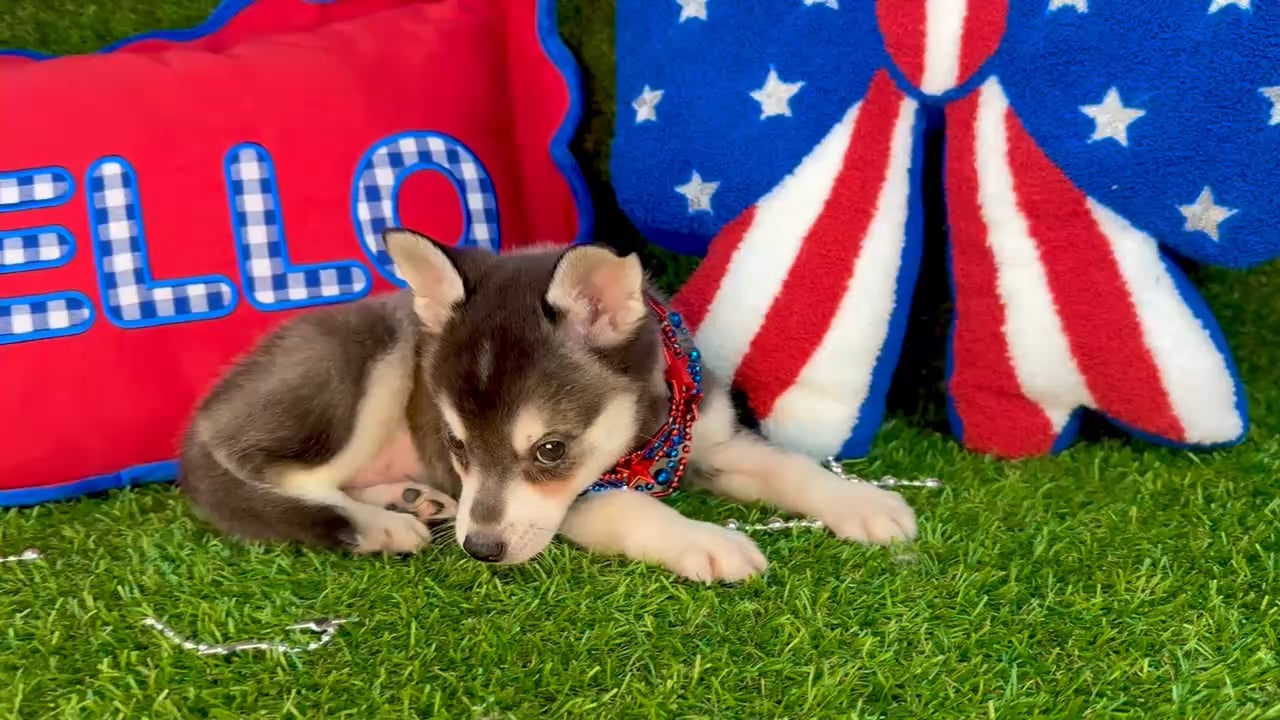 Male Alaskan Klee Kai puppy named Bruce for sale at Puppy Dreams - Arlington. video thumbnail