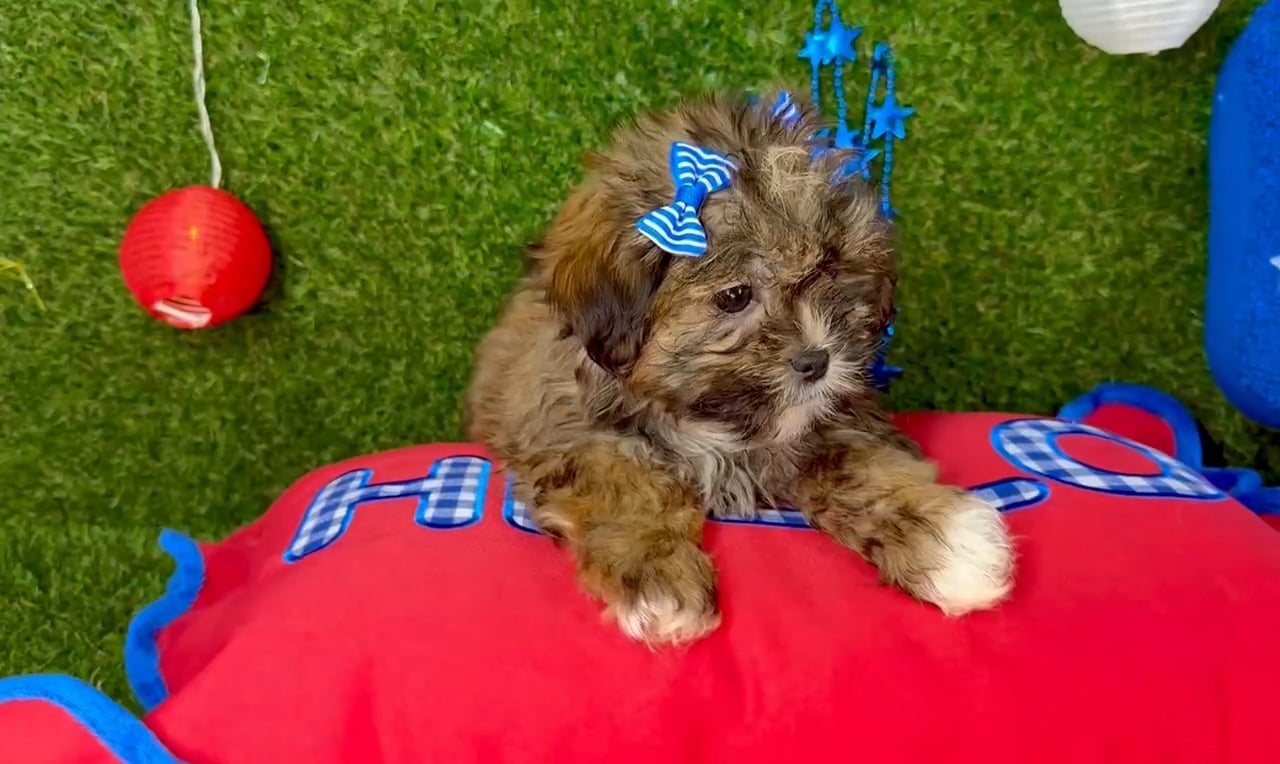 Female Malshi puppy named Bella for sale at Puppy Dreams - Arlington. video thumbnail