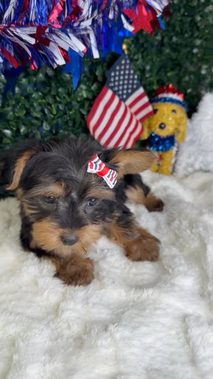 Female Silky Terrier puppy named Mochi for sale at Puppy Dreams - Garland. video thumbnail