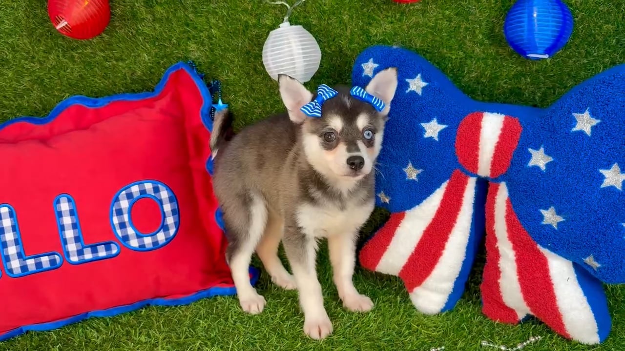 Female Alaskan Klee Kai puppy named Pepper for sale at Puppy Dreams - Arlington. video thumbnail