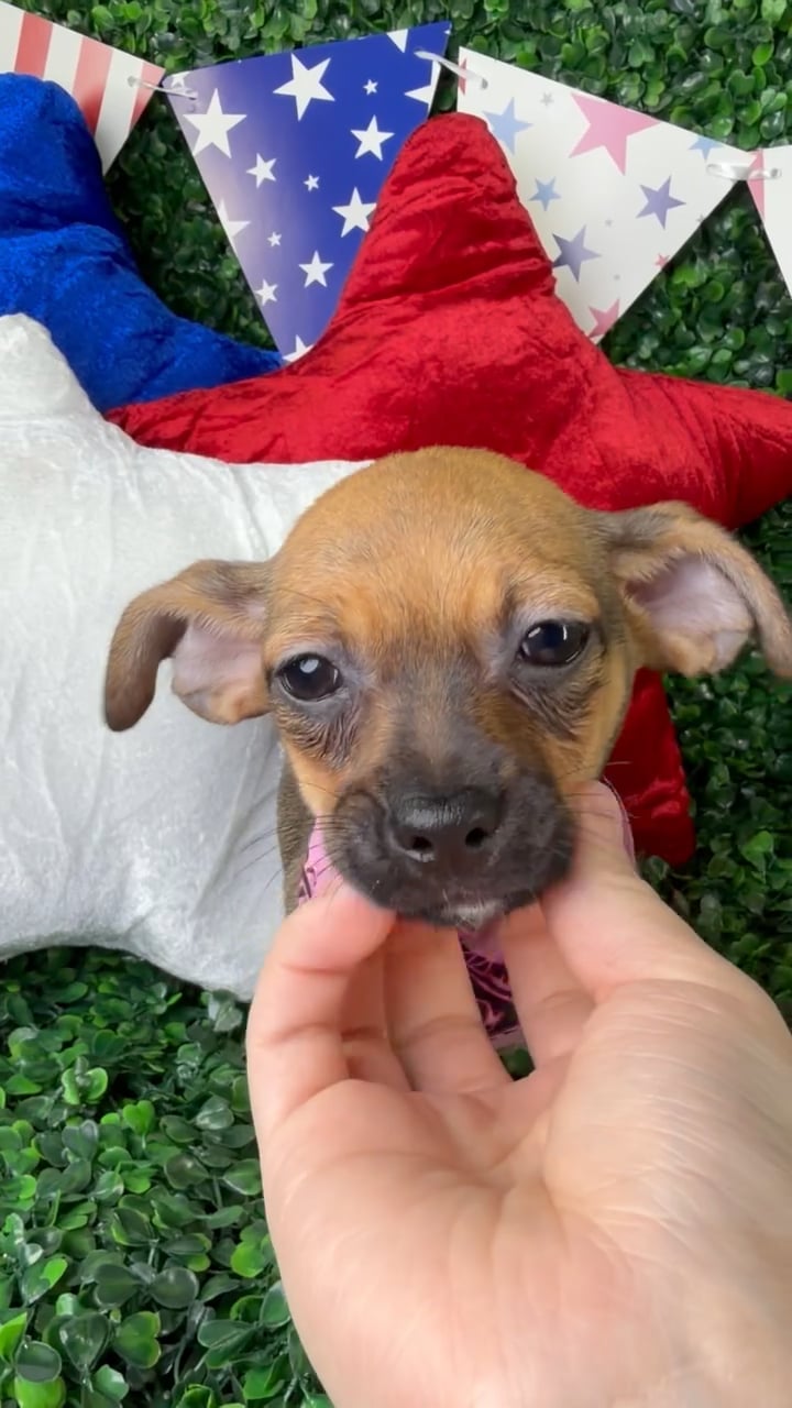 Female Chiweenie puppy named Chloe for sale at Puppy Dreams - North Richland Hills. video thumbnail