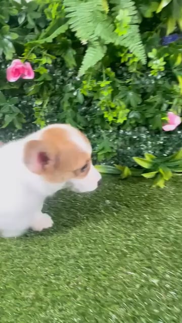 Male Pembroke Welsh Corgi puppy for sale at Puppy Dreams - Katy. video thumbnail