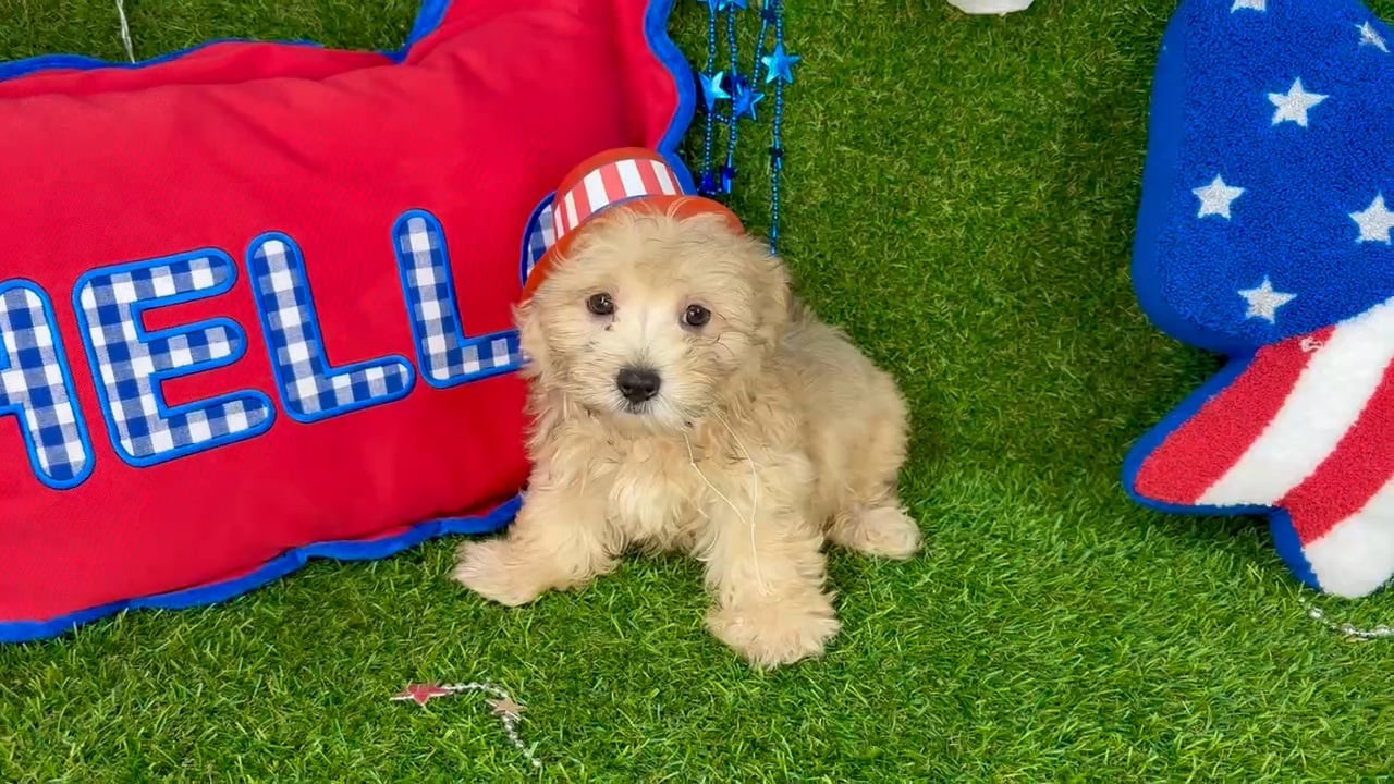 Male Morkie puppy named Milo for sale at Puppy Dreams - Arlington. video thumbnail