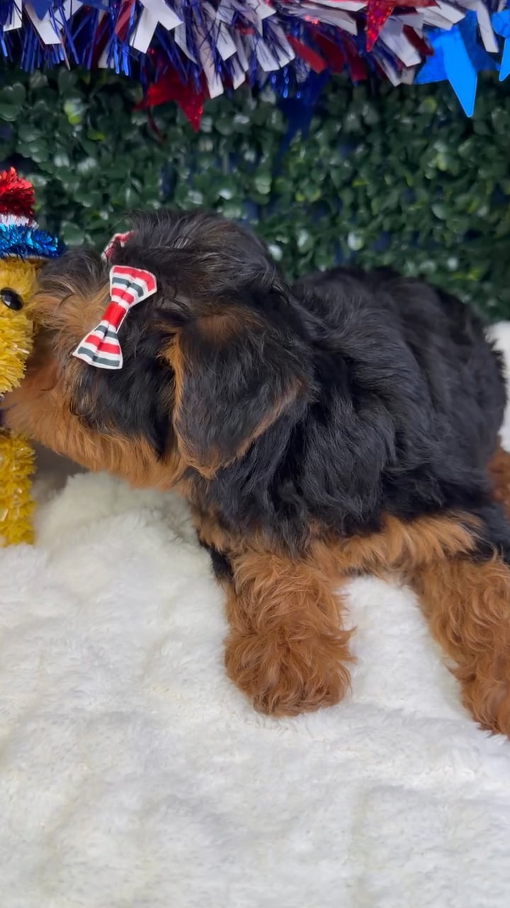 Female Yorkie-Poo puppy named Pearl for sale at Puppy Dreams - Garland. video thumbnail