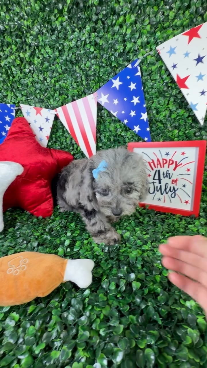 Female Mini Poodle puppy named Olive for sale at Puppy Dreams - North Richland Hills. video thumbnail