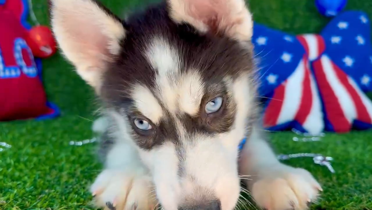 Male Siberian Husky puppy named Saqueaks for sale at Puppy Dreams - Arlington. video thumbnail