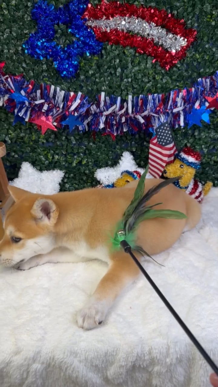 Female Shiba Inu puppy named Sasha for sale at Puppy Dreams - Garland. video thumbnail