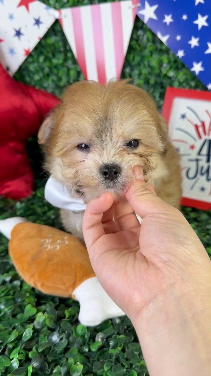Male Yochon puppy named Bentley for sale at Puppy Dreams - North Richland Hills. video thumbnail