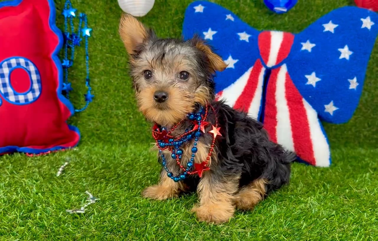 Male Silky Terrier puppy named Spoeck for sale at Puppy Dreams - Arlington. video thumbnail