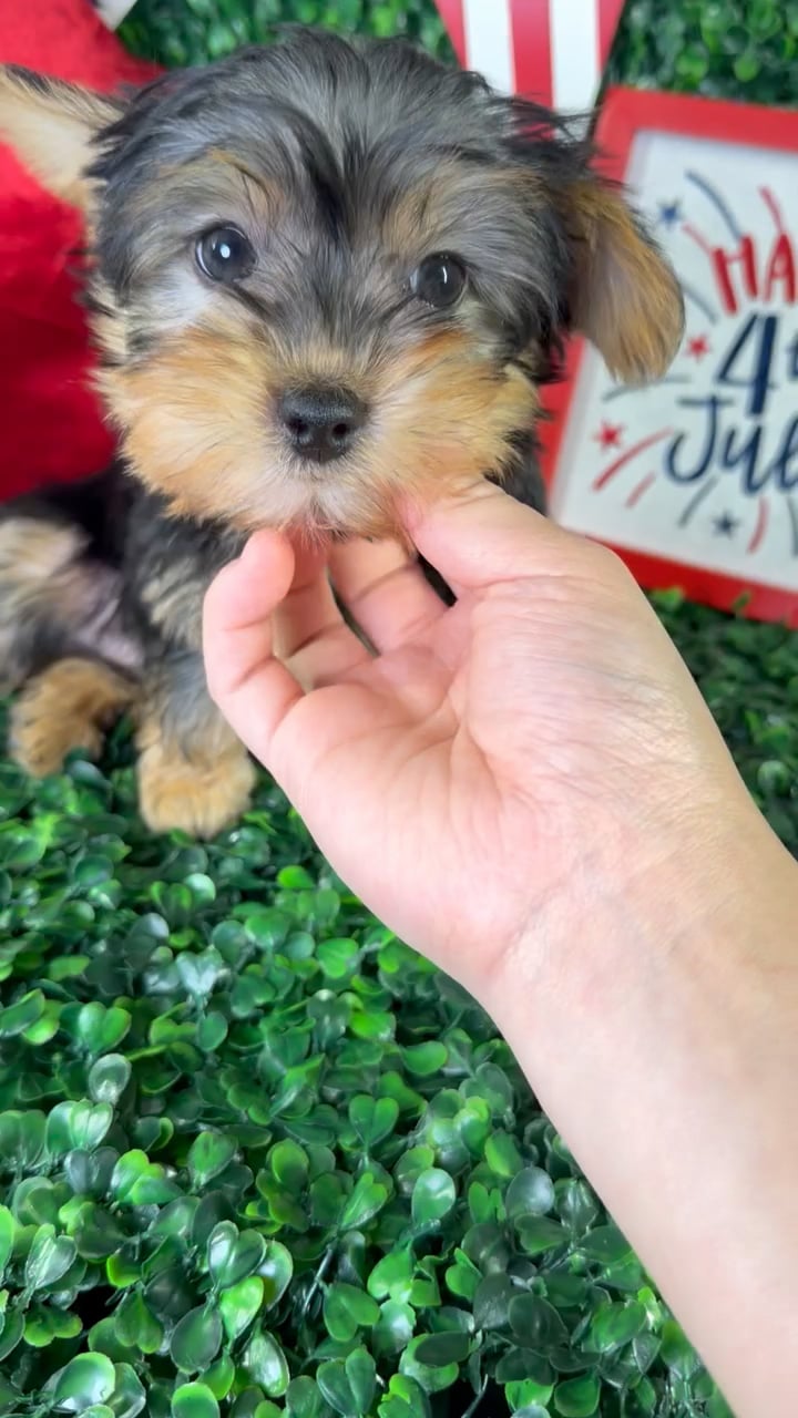 Female Silky Terrier puppy named Penny for sale at Puppy Dreams - North Richland Hills. video thumbnail