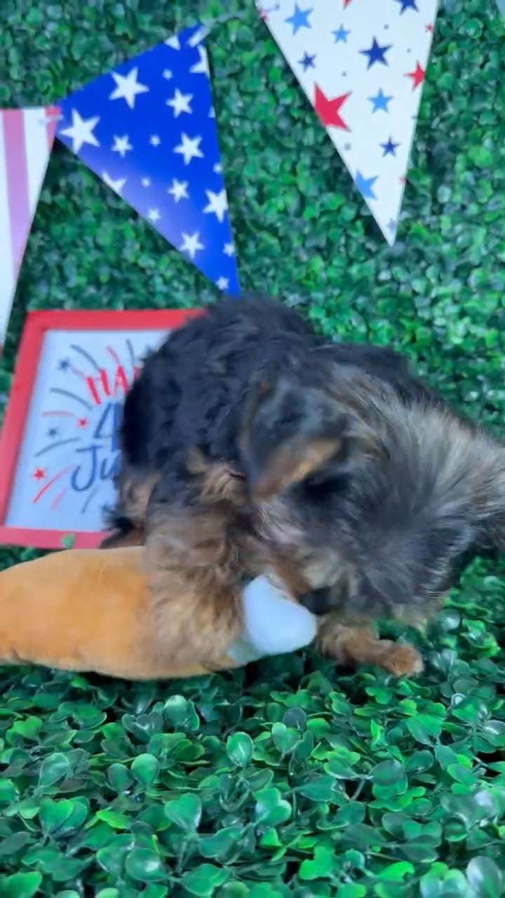 Female Yorkie puppy named Princess for sale at Puppy Dreams - North Richland Hills. video thumbnail