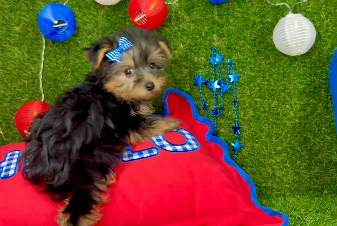Female Yorkie puppy named Minnie for sale at Puppy Dreams - Arlington. video thumbnail