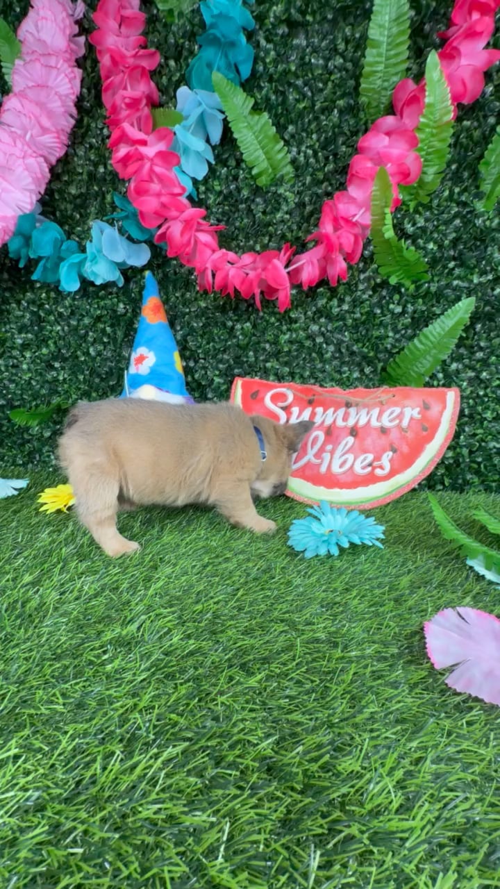 Male Fluffy French Bulldog puppy named Woolly for sale at Puppy Dreams - Denton. video thumbnail