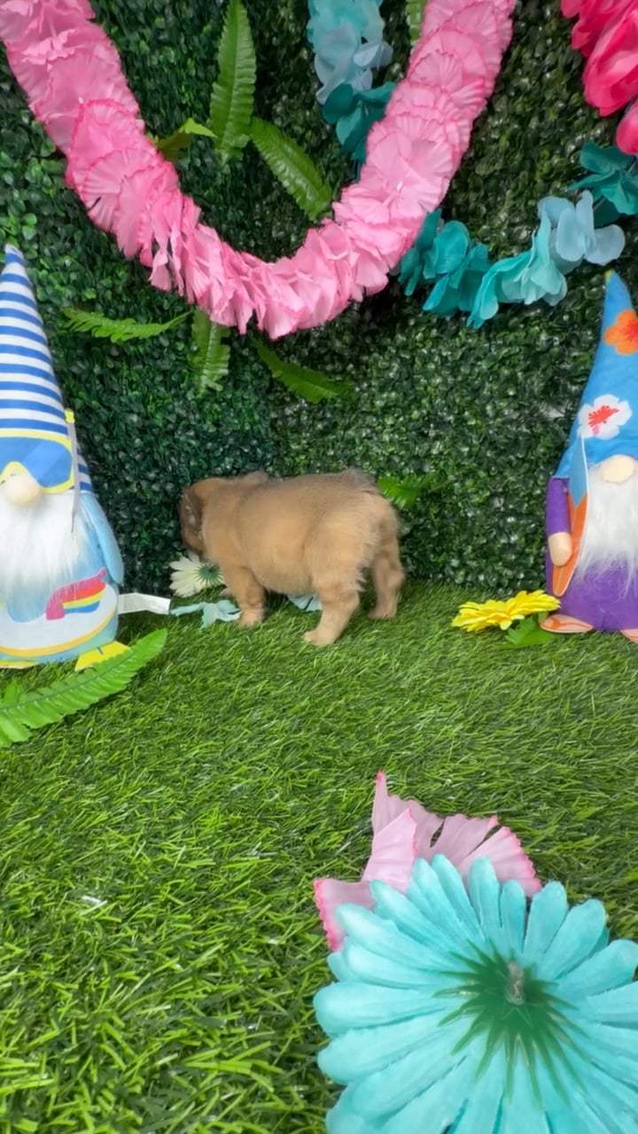 Male Fluffy French Bulldog puppy named Woolly for sale at Puppy Dreams - Denton. video thumbnail