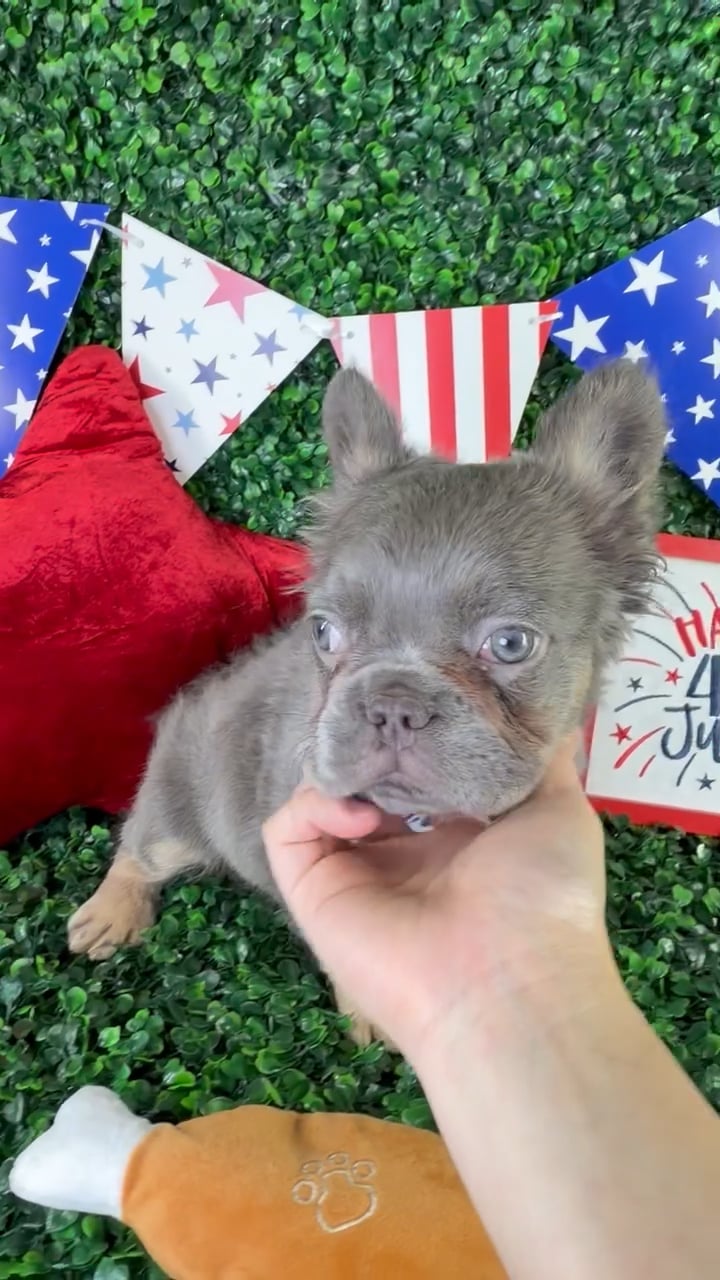 Male Fluffy French Bulldog puppy named Loki for sale at Puppy Dreams - North Richland Hills. video thumbnail