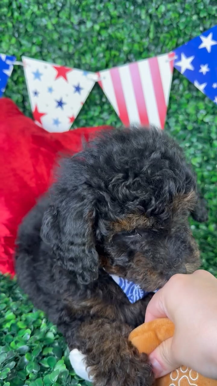 Male Mini Poodle puppy named Finn for sale at Puppy Dreams - North Richland Hills. video thumbnail