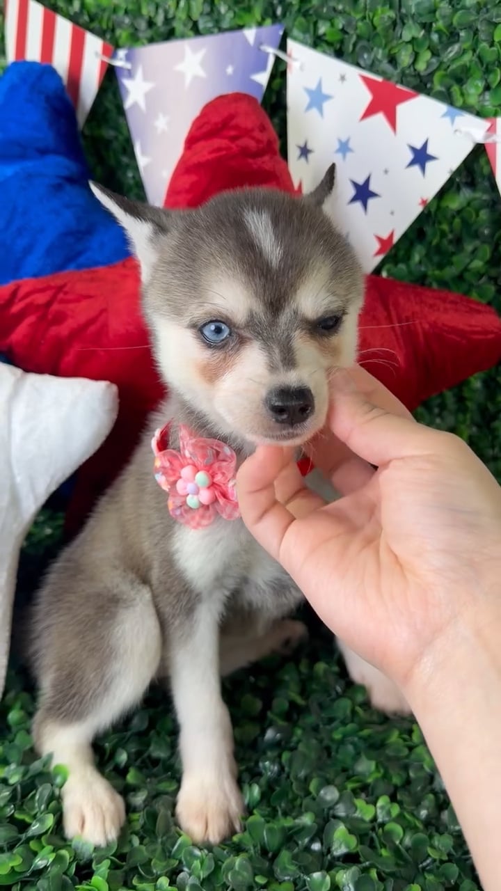 Female Alaskan Klee Kai puppy named Honey for sale at Puppy Dreams - North Richland Hills. video thumbnail