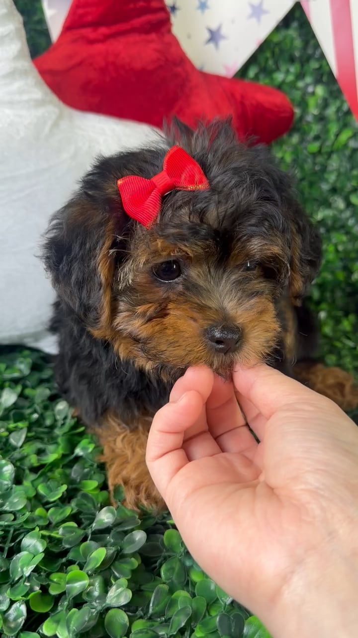 Female Yorkie-Poo puppy named Rosie for sale at Puppy Dreams - North Richland Hills. video thumbnail