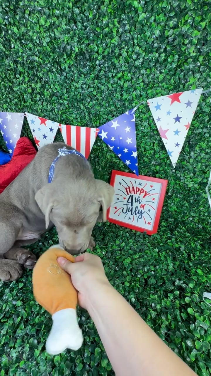 Male Labrador Retriever puppy named Charlie for sale at Puppy Dreams - North Richland Hills. video thumbnail