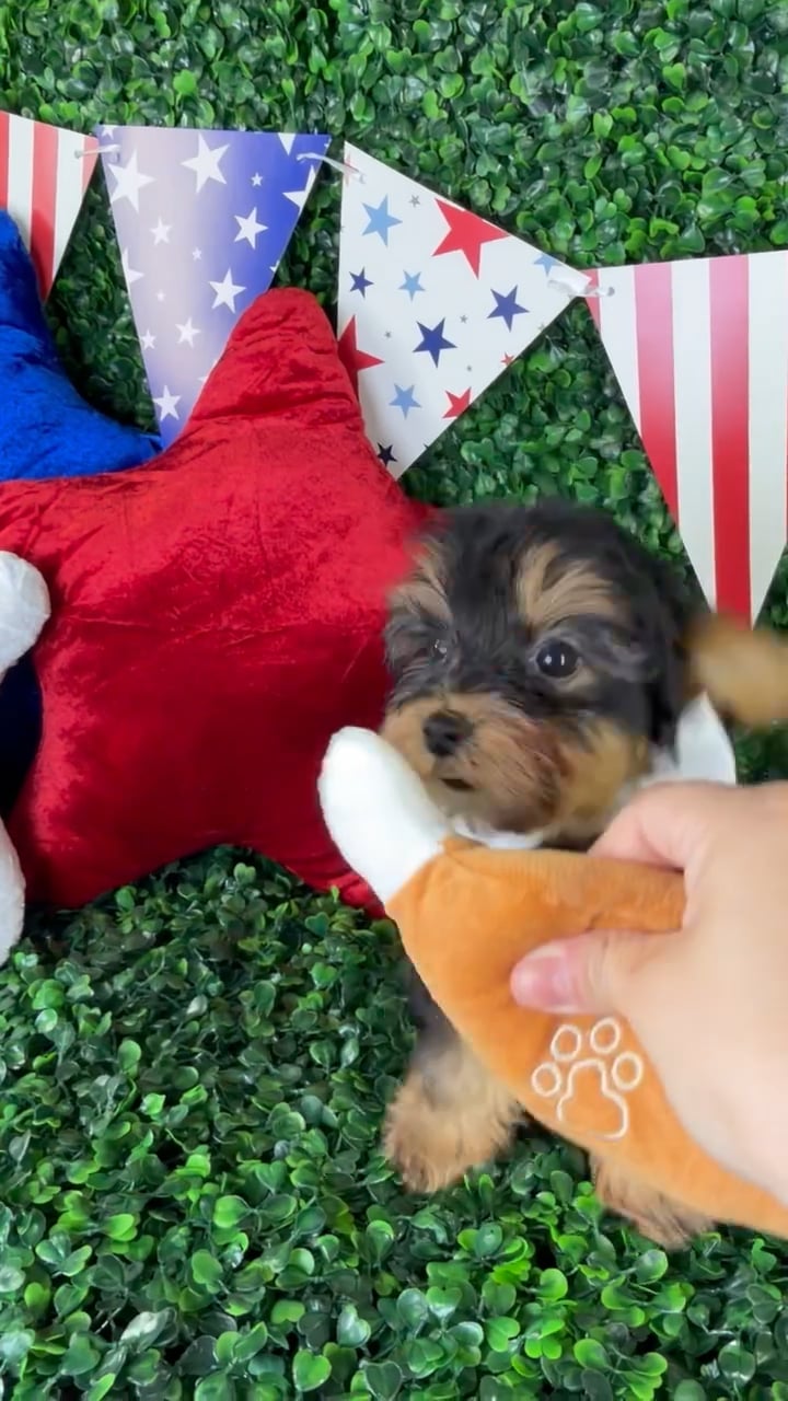 Male Yorkie-Poo puppy named Oliver for sale at Puppy Dreams - North Richland Hills. video thumbnail