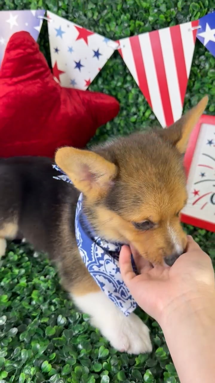 Male Pembroke Welsh Corgi puppy named Peanut for sale at Puppy Dreams - North Richland Hills. video thumbnail