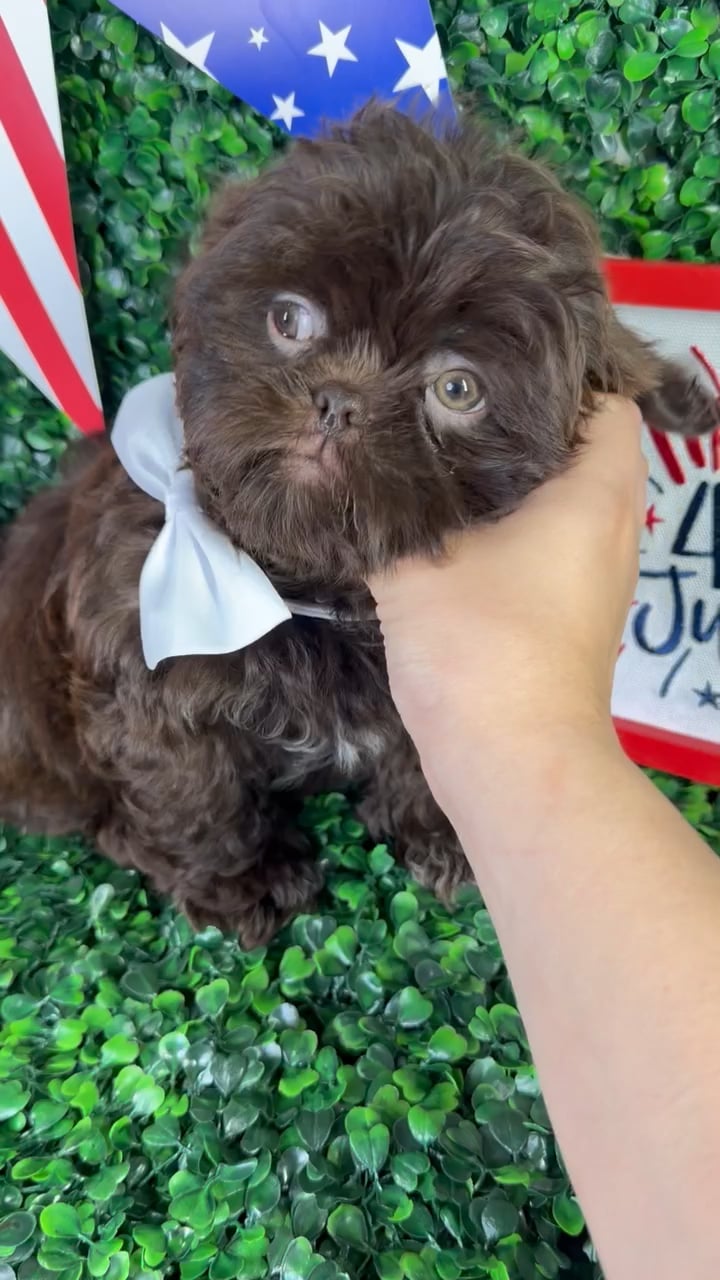 Male Shih Tzu puppy named Usher for sale at Puppy Dreams - North Richland Hills. video thumbnail