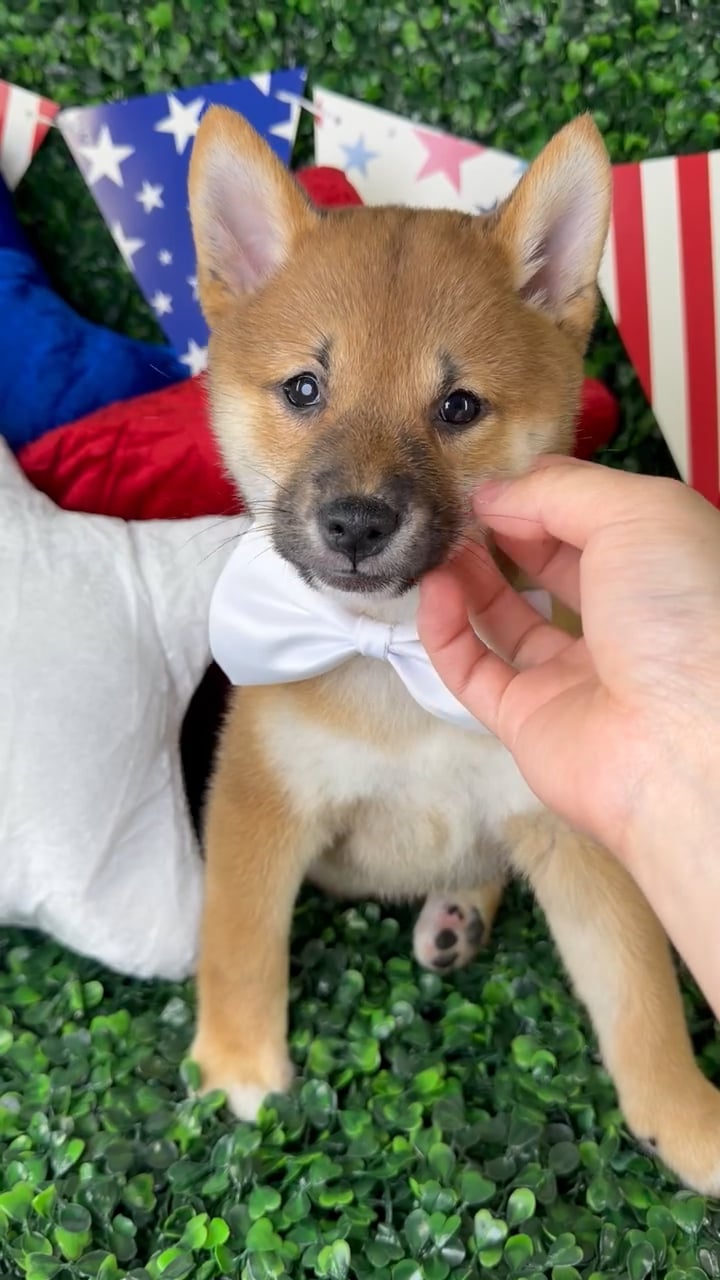 Male Shiba Inu puppy named Waffles for sale at Puppy Dreams - North Richland Hills. video thumbnail
