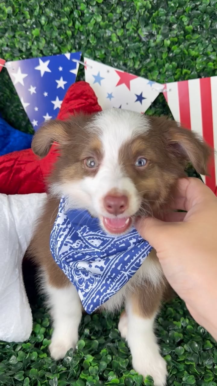 Male Mini Aussie puppy named Benji for sale at Puppy Dreams - North Richland Hills. video thumbnail