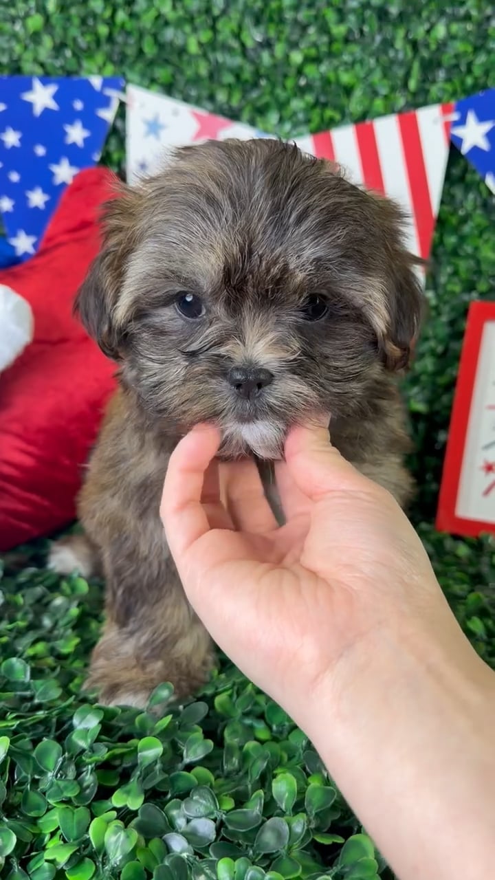 Male Malshi puppy named Mickey for sale at Puppy Dreams - North Richland Hills. video thumbnail