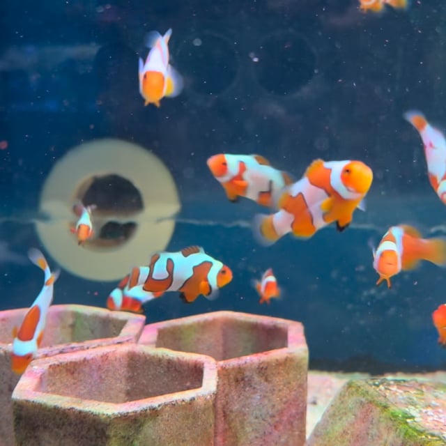 Picasso Clownfish video