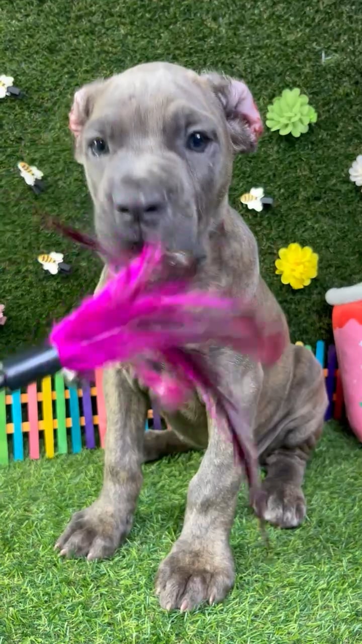 Female Cane Corso puppy named Harley for sale at Puppy Dreams - Carrollton. video thumbnail